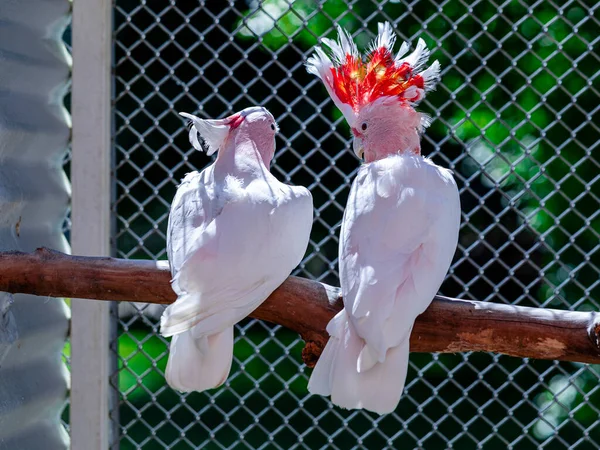 Cacatua Del Maggiore Mitchell Lophochroa Leadbeateri Noto Anche Come Cacatua — Foto Stock