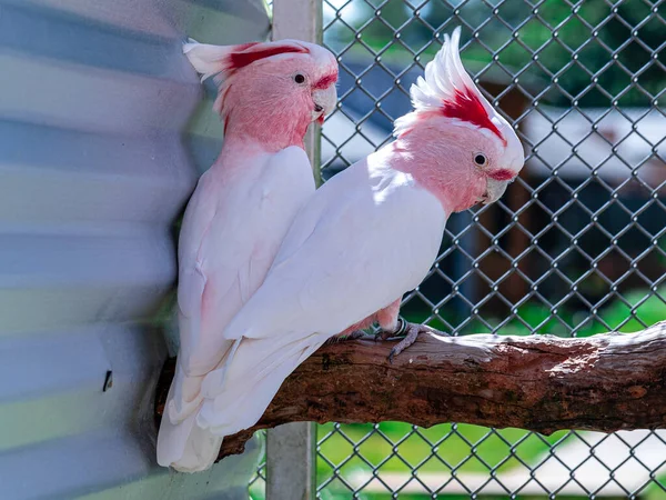 Cacatua Major Mitchell Lophochroa Leadbeateri Também Conhecida Como Cacatua Leadbeater — Fotografia de Stock