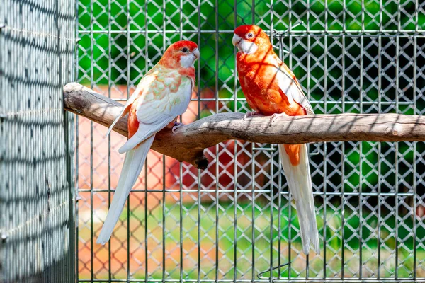 Rosella Carmesim Platycercus Elegans Papagaio Nativo Leste Sudeste Austrália Que — Fotografia de Stock