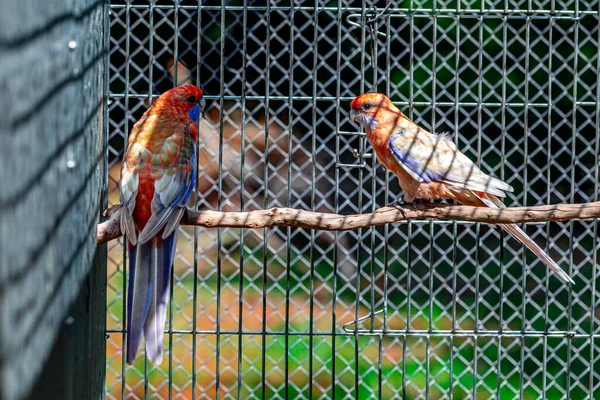 Rosella Carmesim Platycercus Elegans Papagaio Nativo Leste Sudeste Austrália Que — Fotografia de Stock