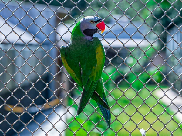 Couple Lord Derby Parakeet Psittacula Derbiana Aviary Bird Breeding Site — Stock Photo, Image