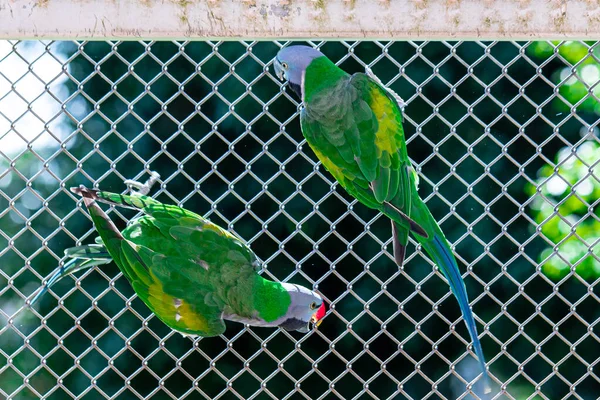 Casal Periquito Lord Derby Psittacula Derbiana Aviário Local Reprodução Aves — Fotografia de Stock