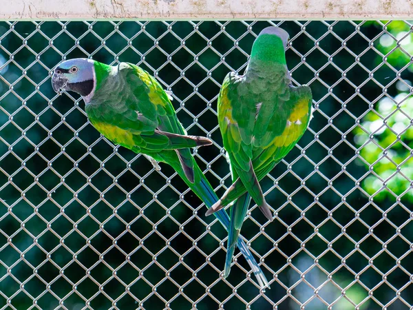 Ζευγάρι Παπαγαλάκι Του Λόρδου Ντέρμπι Psittacula Derbiana Στο Πτηνοτροφείο Εκτροφείο — Φωτογραφία Αρχείου