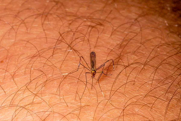 Gnat Stickande Mänsklig Arm Pest — Stockfoto