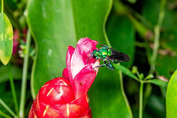 Colorful orchid bee or Exaerete on a red tropical flower. Amazing Brazil fauna. Euglossini family..