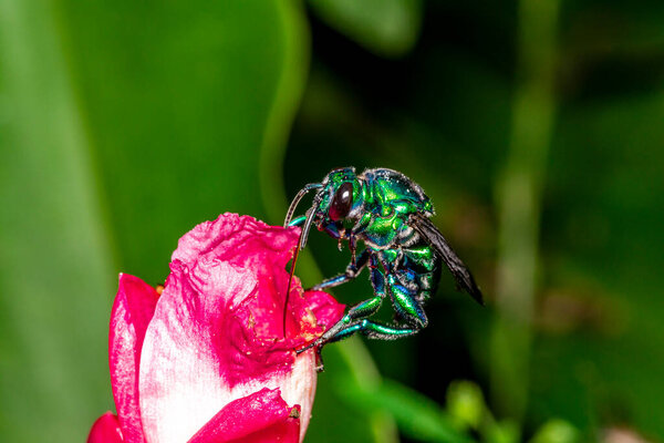 Colorful orchid bee or Exaerete on a red tropical flower. Amazing Brazil fauna. Euglossini family..