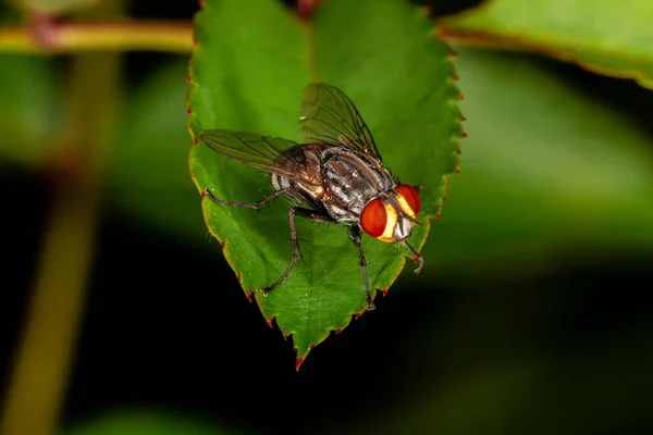 Housefly Musca Domestica Green Leaf — Stok Foto
