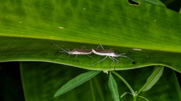 Macro Photograph Pair Insects Coreidae Mating Catorhintha — стокове фото