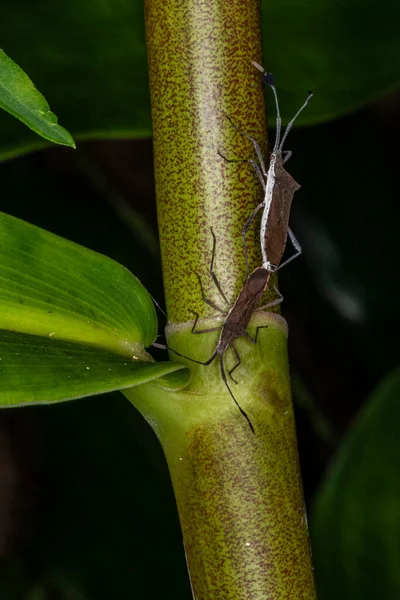 Macro Photograph Pair Insects Coreidae Mating Catorhintha — стокове фото