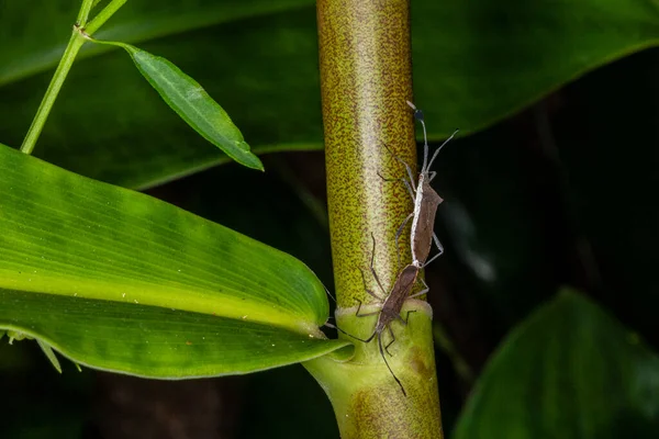 Fotografía Macro Par Insectos Coreidae Apareamiento Catorhintha —  Fotos de Stock