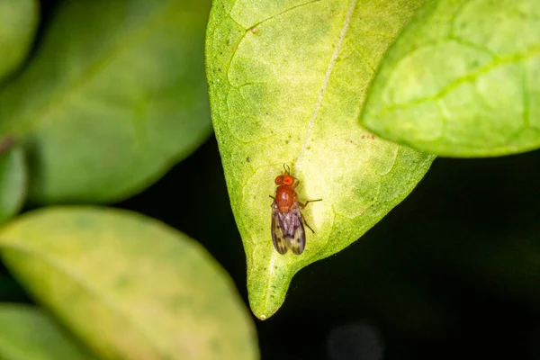 Μακρο Φωτογραφία Εντόμου Lauxaniidae Σκαρφαλωμένου Φύλλο — Φωτογραφία Αρχείου