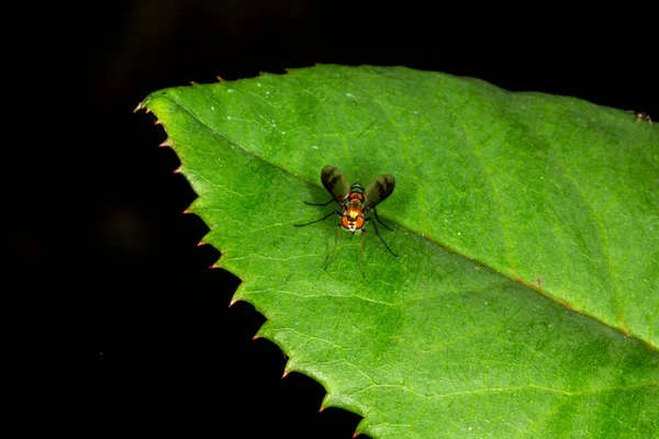 Макрофотография Насекомого Lauxaniidae Сидящего Листе — стоковое фото