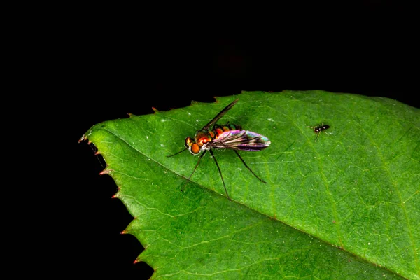 Makrofotografi Lauxaniidae Insekt Sittande Ett Löv — Stockfoto