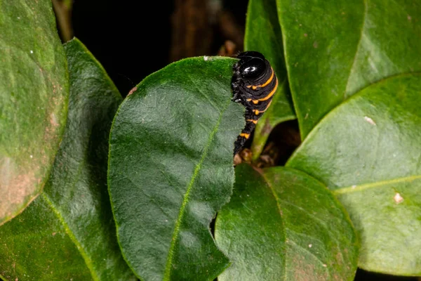 Lagarta Comendo Folha Uma Árvore — Fotografia de Stock