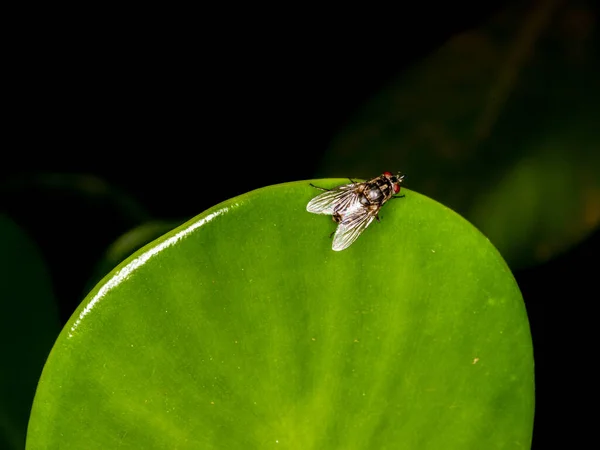 Housefly Musca Domestica Зеленому Листі — стокове фото