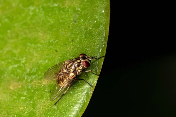 Musca Domestica 生活在绿叶上 — 图库照片