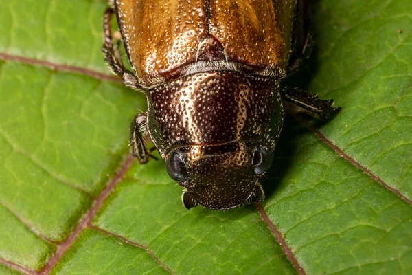 Maggiolino Seduto Una Foglia Verde Giardino — Foto Stock