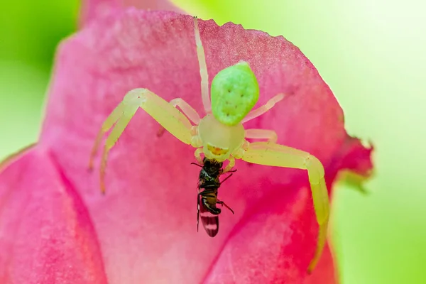 Makro Fotografi Spindel Äta Fluga — Stockfoto