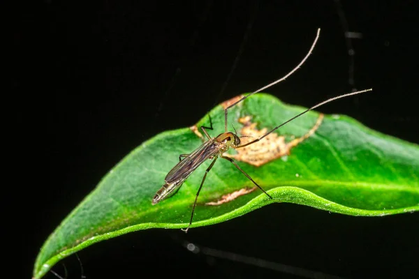 オス蚊の雌写真 — ストック写真