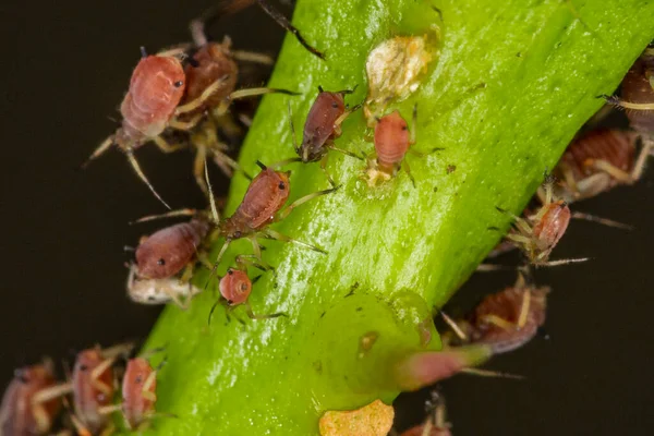 Blattläuse Oder Pflanzenläuse Sind Winzige Insekten Die Sich Von Pflanzensaft — Stockfoto