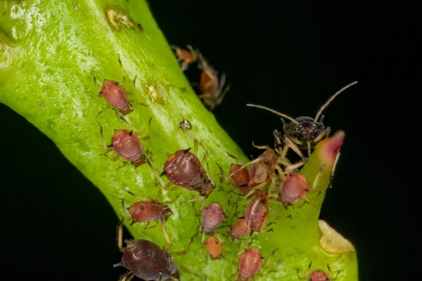 Aphids or plant lice are tiny insects that feed on plant sap, the aphidid superfamily, or Aphidoidea.