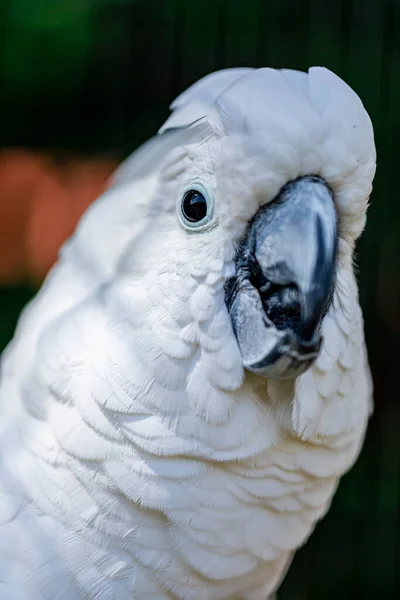 Beyaz Kakadu Cacatua Alba Papağangiller Endonezya Familyasından Bir Papağan Türü Stok Fotoğraf