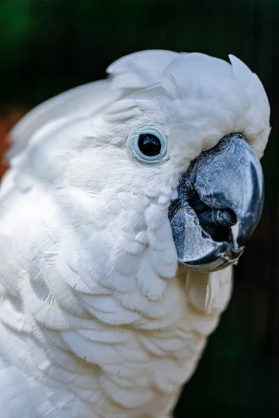 Beyaz Kakadu Cacatua Alba Papağangiller Endonezya Familyasından Bir Papağan Türü Stok Resim