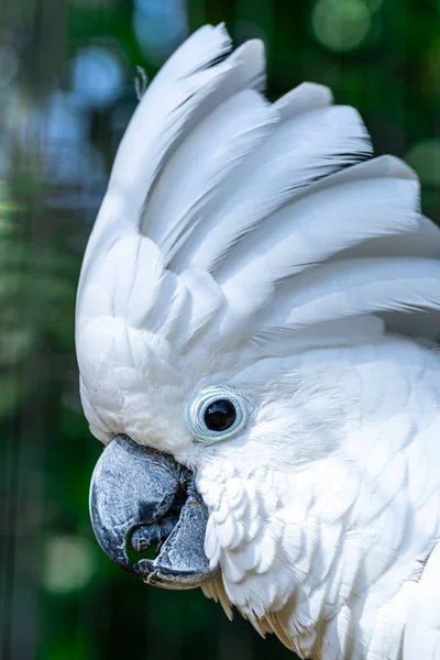 Bílý Kakadu Cacatua Alba Také Známý Jako Deštník Cockatoo Středně Royalty Free Stock Obrázky