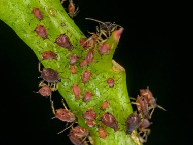 Aphids or plant lice are tiny insects that feed on plant sap, the aphidid superfamily, or Aphidoidea. clipart