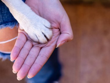 Kadın eli ve köpek pençesi. Bir köpek insanın dostudur. Aile hayattaki en değerli şeydir. Aile fotoğrafı. Mutluluk.