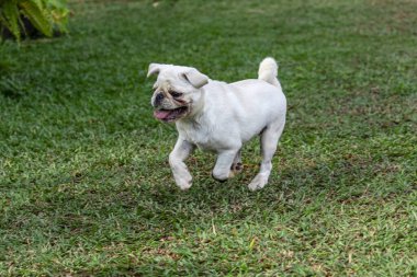 Otların arasında yürüyen bir köpek..