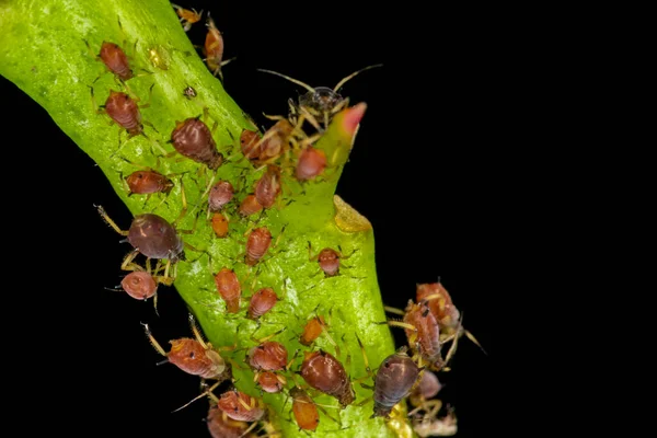 Blattläuse Oder Pflanzenläuse Sind Winzige Insekten Die Sich Von Pflanzensaft — Stockfoto