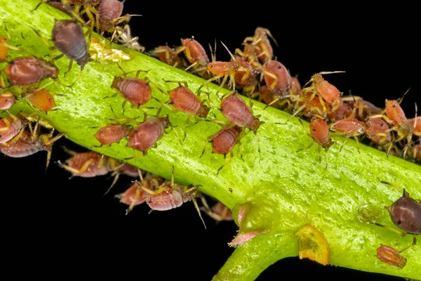 Aphids Plant Lice Tiny Insects Feed Plant Sap Aphidid Superfamily — Stock Photo, Image