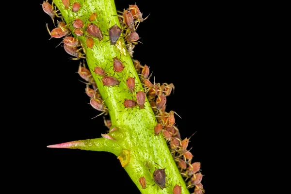 Bladluizen Zijn Kleine Insecten Die Zich Voeden Met Plantensap Aphidid — Stockfoto