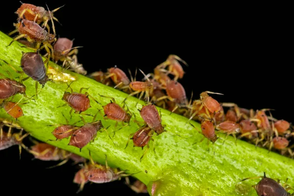 Aphids Plant Lice Tiny Insects Feed Plant Sap Aphidid Superfamily — Stock Photo, Image