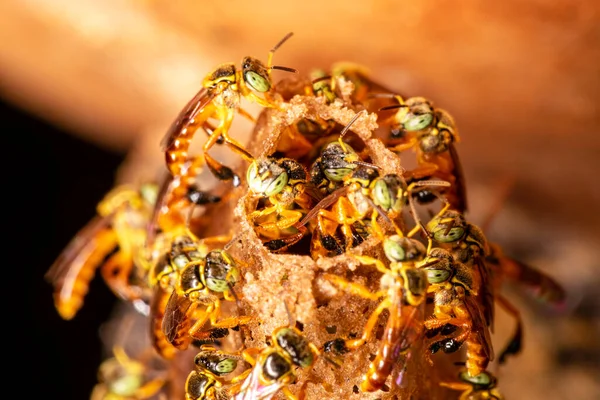 Brezilya Jatai arı sürüsünün girişinin Macro fotoğrafı..