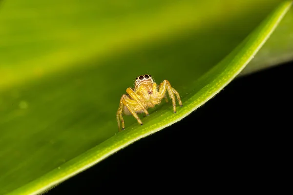 Liten Hoppande Spindel Grönt Löv — Stockfoto