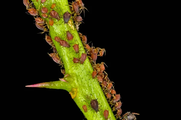 Aphids Plant Lice Tiny Insects Feed Plant Sap Aphidid Superfamily — Stock Photo, Image