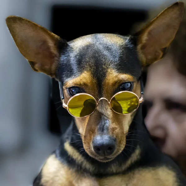 Hond Draagt Zonnebril Witte Achtergrond — Stockfoto