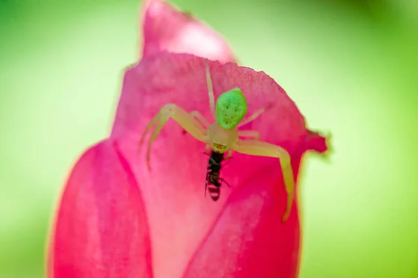 蜘蛛吃苍蝇的宏观摄影 — 图库照片