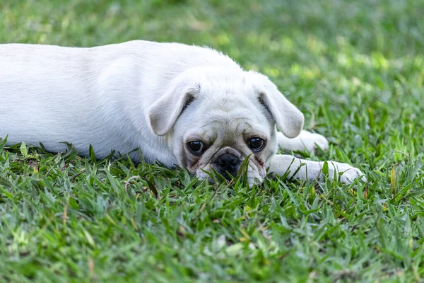 Witte Pug Ras Hond Liggend Het Gras — Stockfoto