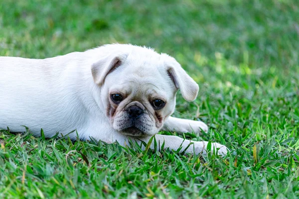 Witte Pug Ras Hond Liggend Het Gras — Stockfoto