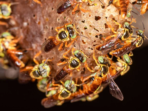 Makro Fotografi Ingången Till Svärm Den Brasilianska Jatai Bee — Stockfoto