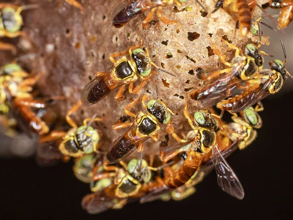 Brezilya Jatai arı sürüsünün girişinin Macro fotoğrafı..