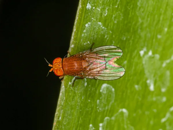 Foto Makro Seekor Serangga Lauxaniidae Bertengger Atas Daun — Stok Foto