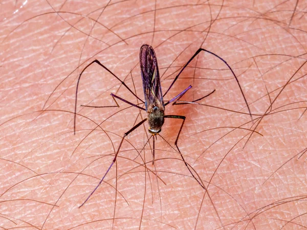 Gnat Stickande Mänsklig Arm Pest — Stockfoto