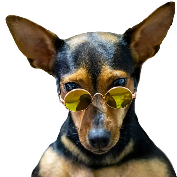 Hond Draagt Zonnebril Witte Achtergrond — Stockfoto