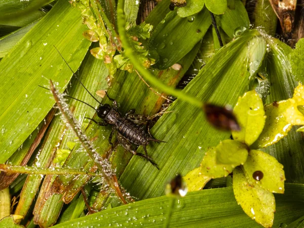 Makro Fotografie Kriketu Trávě — Stock fotografie