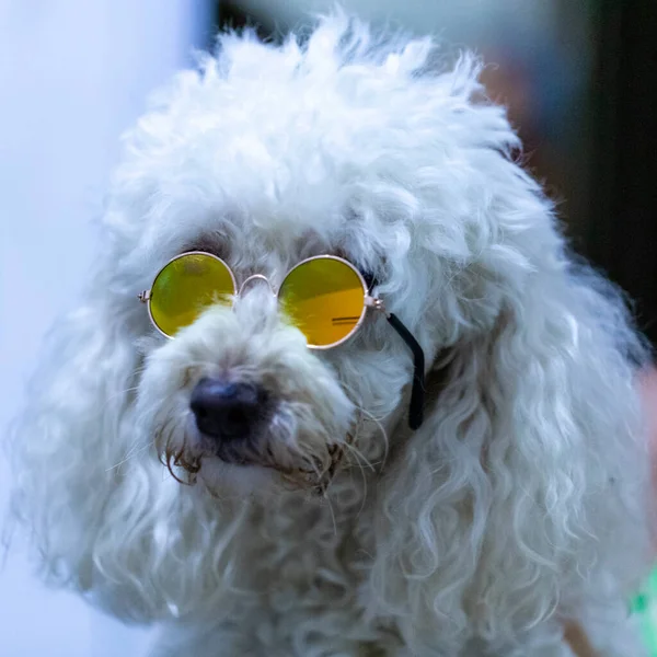 Hond Draagt Zonnebril Witte Achtergrond — Stockfoto