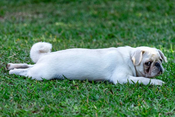 Chien Race Carlin Blanc Couché Sur Herbe — Photo